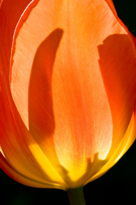 Tulip-16.jpg