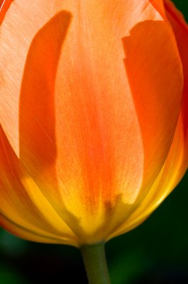 Glowing Tulips