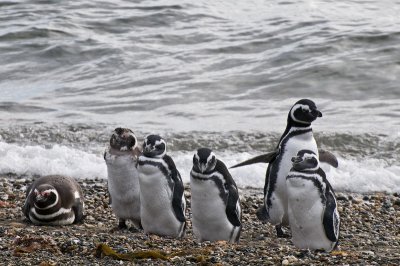 Seno Otway and the Penguin Colony