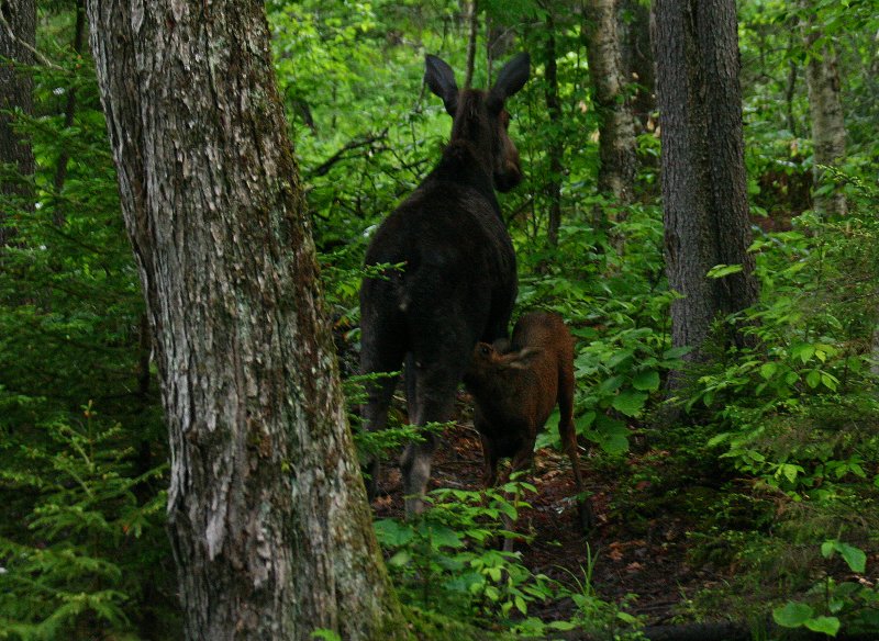 Nursing Moose (b)