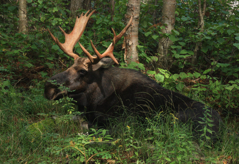 Bull Moose Resting in Zealand Notch