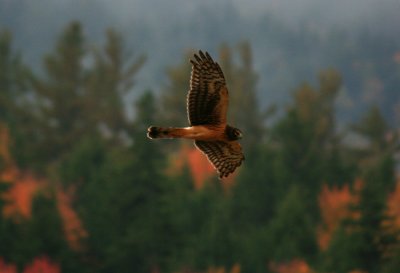 Northern Harrier on the Hunt