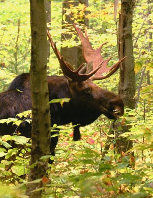 Bull Moose in Pinkham Notch in Autumn