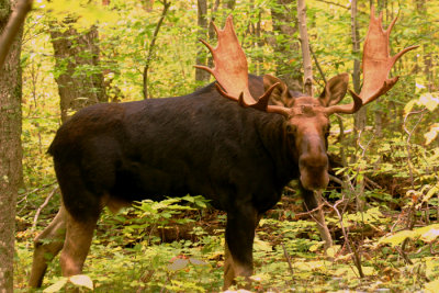 Bull Moose in Pinkham Notch in Autumn ; Profile