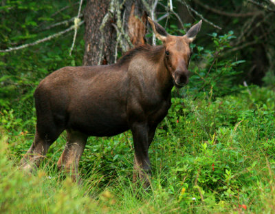 Two Month Old Calf Moose