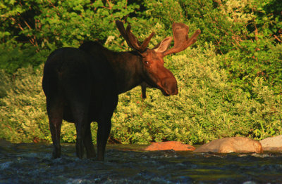 Bull Moose Crossing the Pemigewasset River