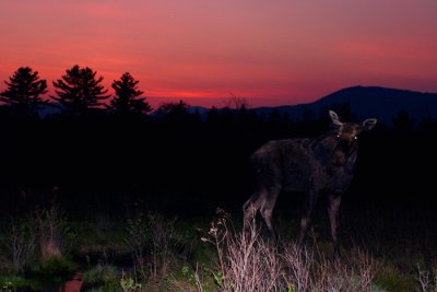 Bull Moose at Sunset in Spring