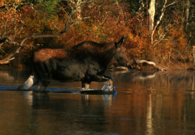 Moose Crossing the Swift River