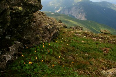 Mountain Avens on Mt. Lafayette