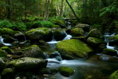 Jefferson Brook in Summer