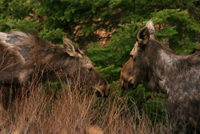 Mama Moose and Calf in Springtime