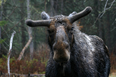 Bull Moose in the Rain