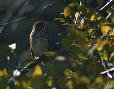 Bicknell's Thrush Before Migration