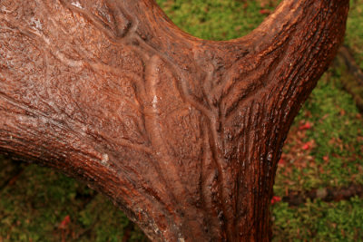 Shed Antler Close Up