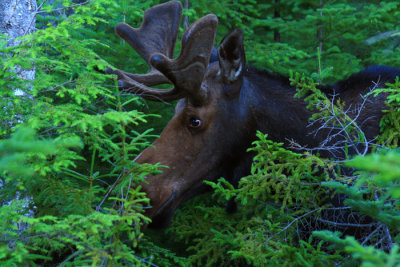 Bull Moose in Spruce