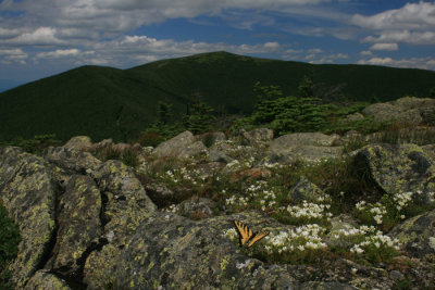 Butterfly on South Peak