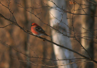 Pine Grossbeak