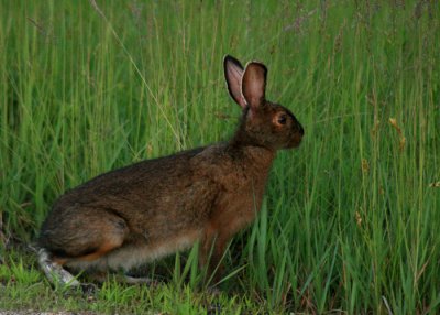 Snowshoe Hare in Summer