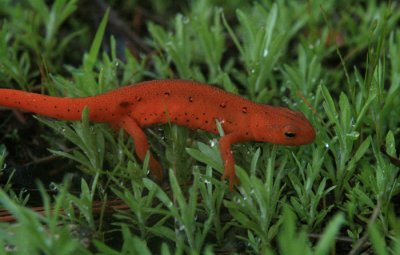 Red Eft