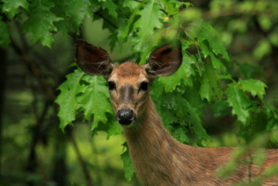 Doe Deer in an Oak Stand