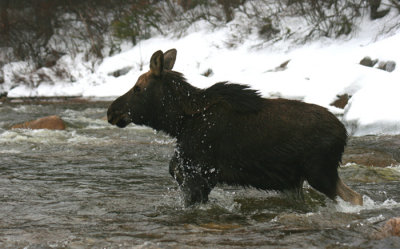 Calf Bull Moose Fording the Swift River (b)