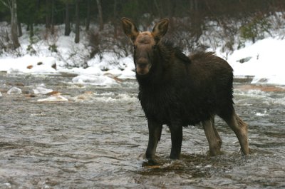 Calf Bull Moose Fording the Swift River (c)