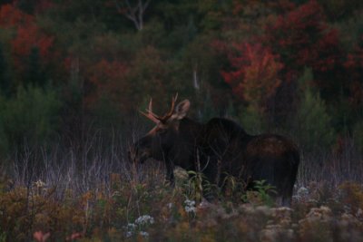 Bull Moose in a Meadow in Autumn (b)