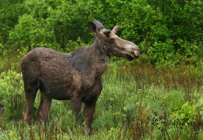 Elderly Bull Moose in Spring