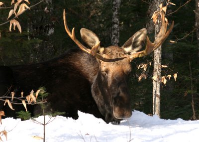 Sleeping Bull Moose