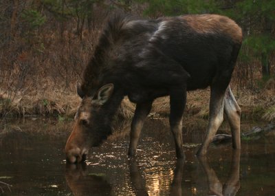 large cow moose in spring