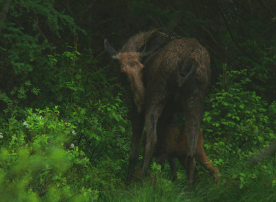 Nursing Moose