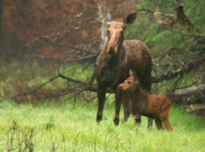 Mama and Baby