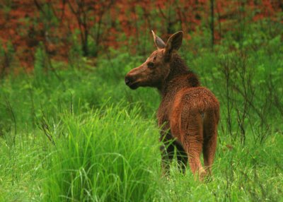 month-old moose calf (a)