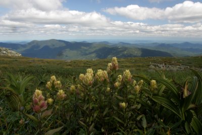 alpine flowers