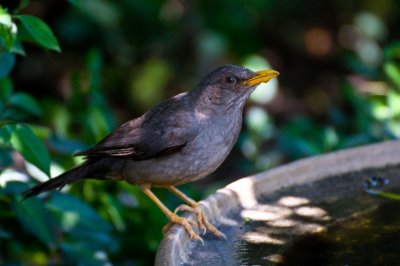 OLIVE THRUSH