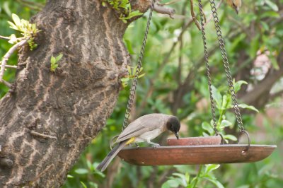 WILDLIFE
