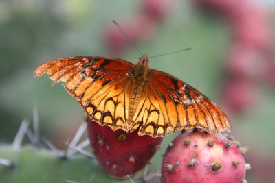 g1/47/876647/3/109837059.qbYrsP66.jpg