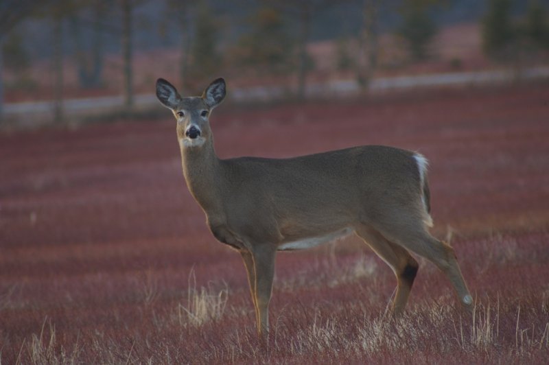 White tailed Deer