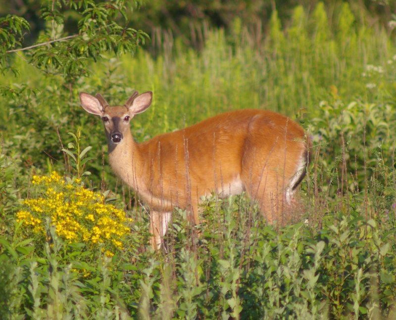 White-tailed Deer