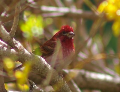 Purple Finch