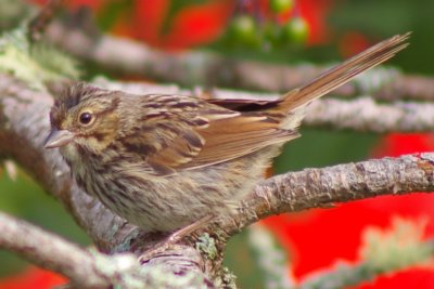 Song Sparrow