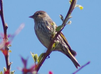 Pine Siskin