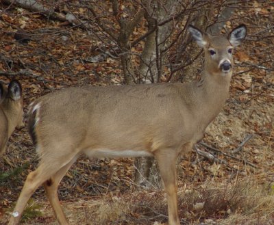 white-tailed_deer