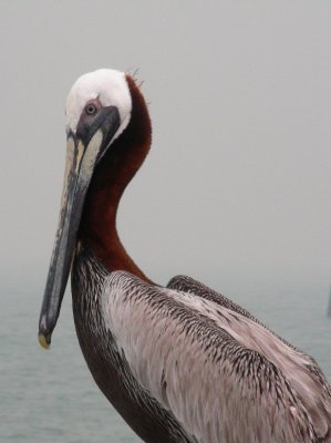 Adult Brown Pelican