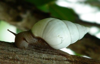 Liguus Tree Snail