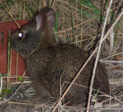 Marsh Rabbit