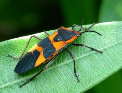 Milkweed Bug