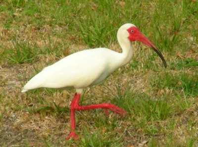 white_ibis
