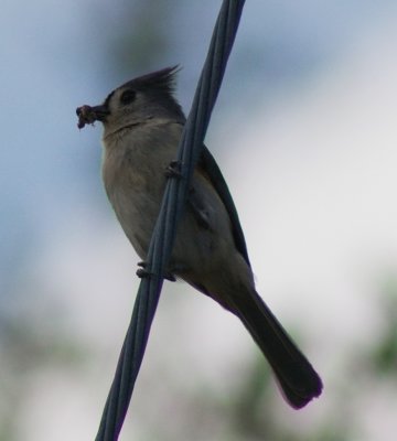 Tufted Titmouse