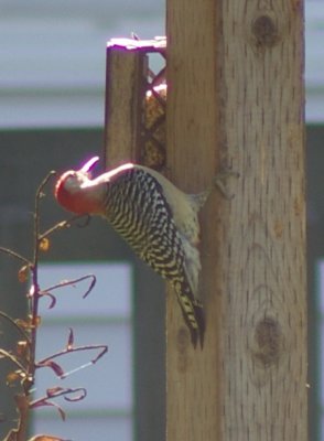 red_bellied_woodpecker